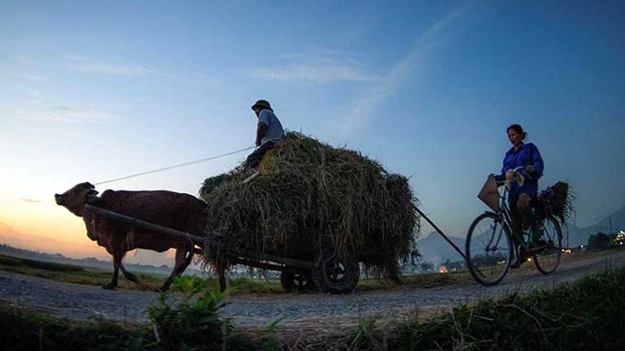 Cuộc sống nhà nông - 14/02/2020