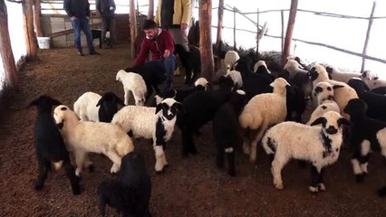 Gözleri görmeyen kuzuya gözü gibi bakıyor