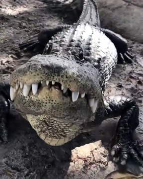 Cet alligator adore les gratouilles