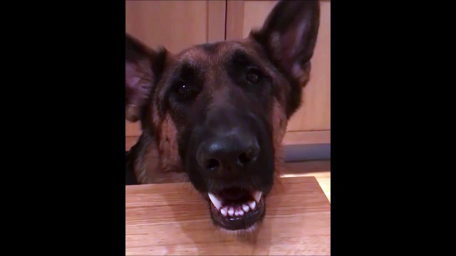 Ce chien découvre l'usage de ses oreilles