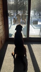 Doggo Captivated by Visiting Deer