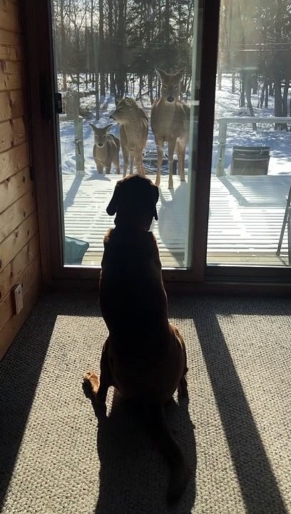 Doggo Captivated by Visiting Deer