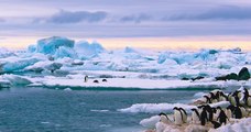 Une température record de plus de 20°C enregistrée dans l'Antarctique, « quelque chose de différent se passe »