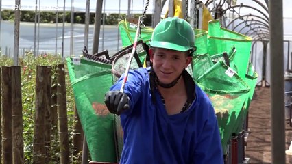 Colômbia tenta exportar flores sem droga