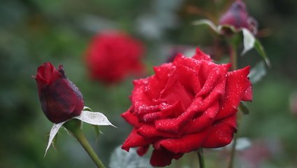 Here's how to keep your Valentine's Day flowers fresh