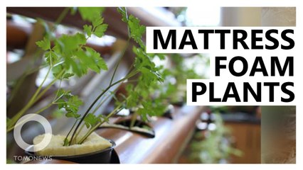 Using old mattress foam to grow plants
