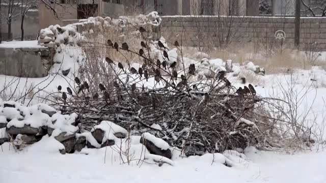 Duyarlı vatandaşlardan kuşlara yem