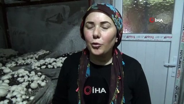 30 Metrekare Yerde Yetiştirdikleri Mantar, Ailenin Geçim Kaynağı Oldu