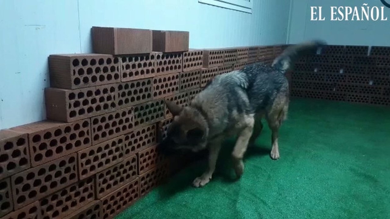 Lupo entrenando en Galicia