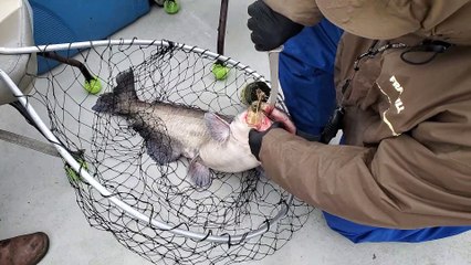 Saving a Catfish Trapped on a Jug Line