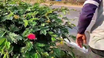 Darter bird found with beak trapped in roll of twine in southwest India