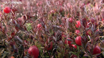 Lettland: Cranberries pflücken statt Skifahren