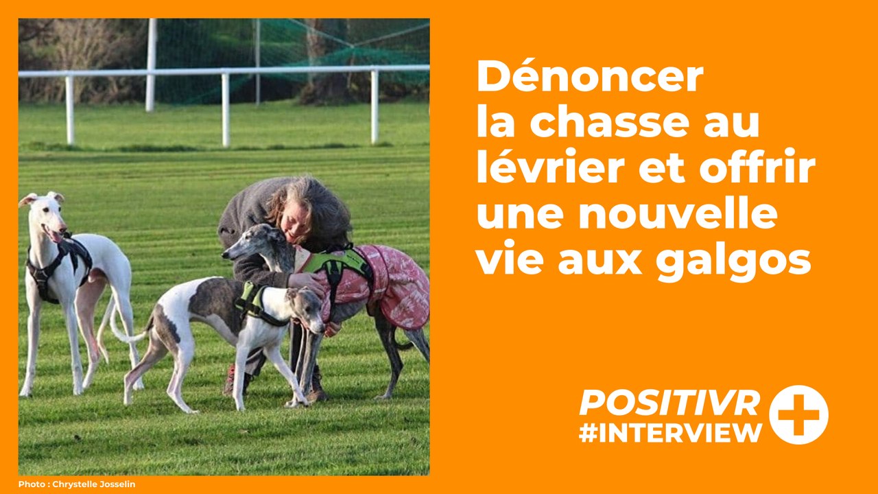 Dénoncer la chasse au lévrier et offrir une nouvelle vie aux galgos