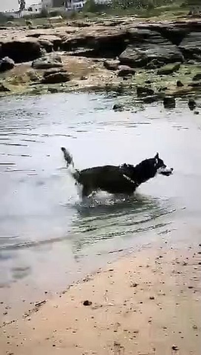 Husky swim