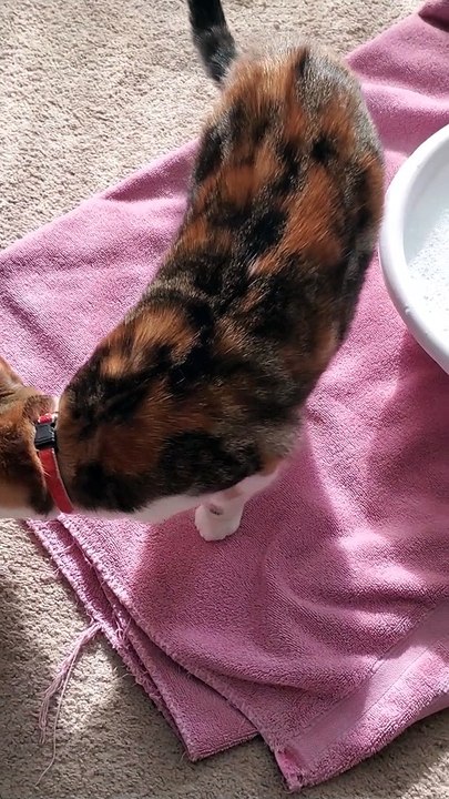 Cat is confused about first ever bubble bath