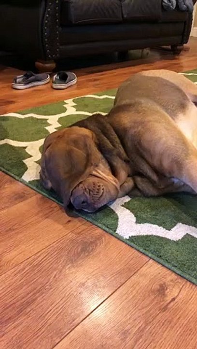 Dog Says, "Do Not Disturb!"