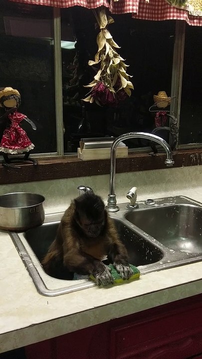 Monkey Keeping the Sink Clean