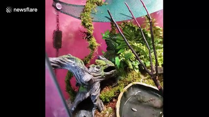 Green Tree Frog hilariously 'chirps' after getting misted by owner