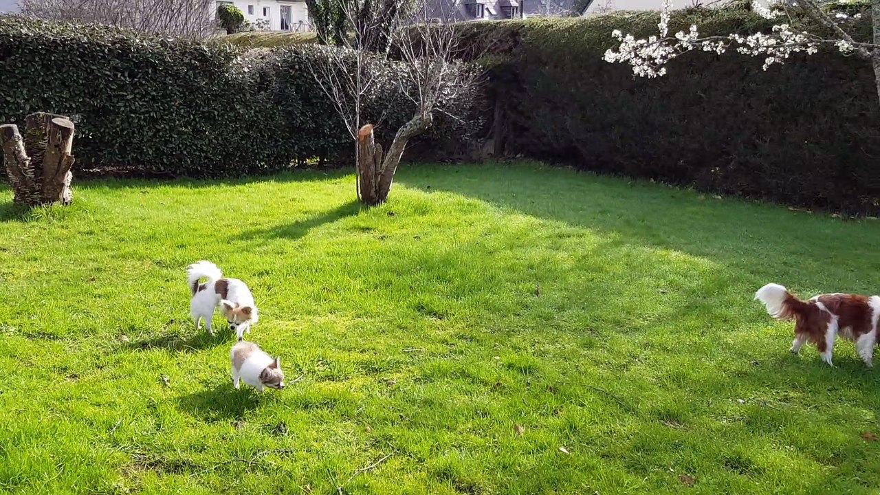 Phandor découvre le jardin