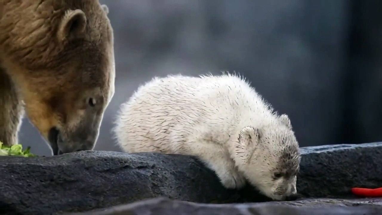 Bébé ours blanc : sa première sortie au Zoo de Vienne !
