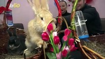 Really Hoppin’ Place! Russian Cafe Lets You Have Fuzzy Fun With Rabbits On Valentine’s Day!