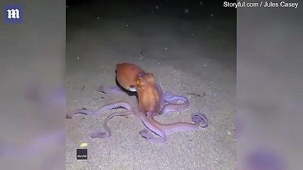 أخطبوط رملي يهرب من الحيوانات المفترسة بهذه الطريقة