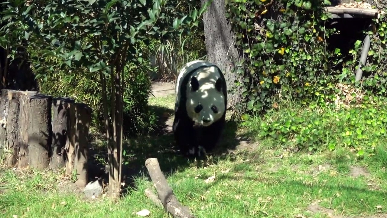 As pandas mexicanas