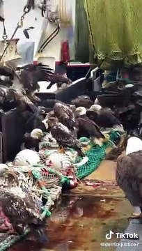 Des dizaines d'aigles ont envahi ce bateau de pêche et volent du poisson