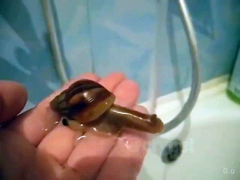 Son escargot de compagnie boit au robinet... Adorable
