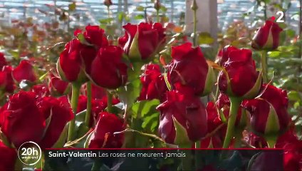 Saint-Valentin : les roses ne meurent jamais