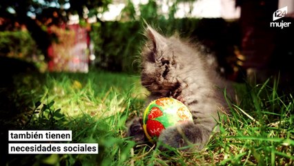 Un estudio confirma que tu gato ve en ti una madre y se siente en familia