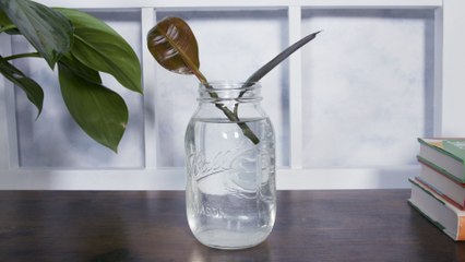 How to Propagate a Plant From Cuttings