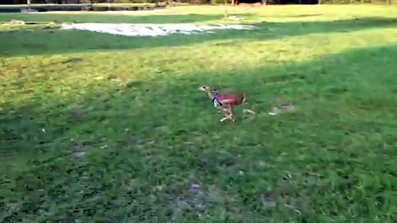 Rescued Antelope  Plays with Pups
