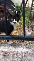 Cat's Nose Has Cat-Shaped Markings