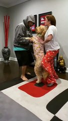Classic Movie Dance Recreated with Doggo