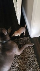 Pit Bull and Prairie Dog Playing Inside