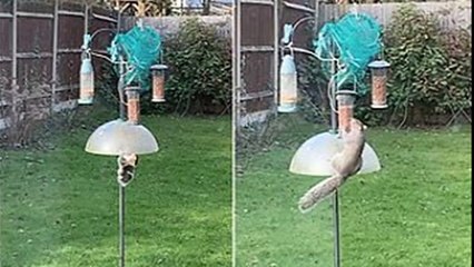Smart squirrel: Thieving squirrel finds the perfect way to beat bird feeder protector - just jump over it