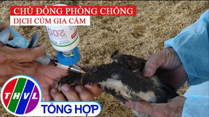 Chủ động phòng chống dịch cúm gia cầm