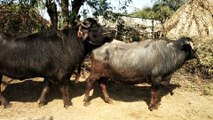 Jabardast Mohra meeting with buffalo
