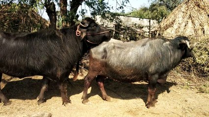 Jabardast Mohra meeting with buffalo