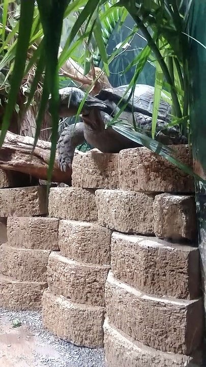 Tortoise Takes a Tumble