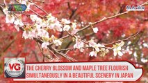 The cherry blossom and maple tree flourish simultaneously in a beautiful scenery in Japan