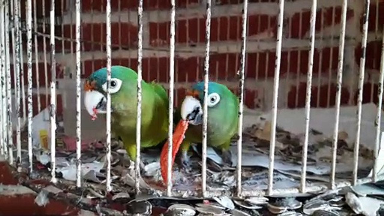 Pericos frente naranja comiendo Tostitos Xtra Flamin' Hot