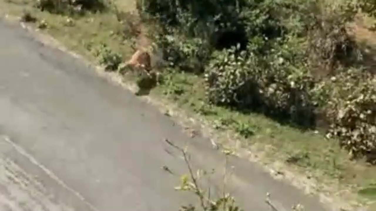 Tiger Cought Man | Must Watch | Tiger Attack on man | Tiger attacks on man | Tiger Attacks Man | Tiger Attack Man |