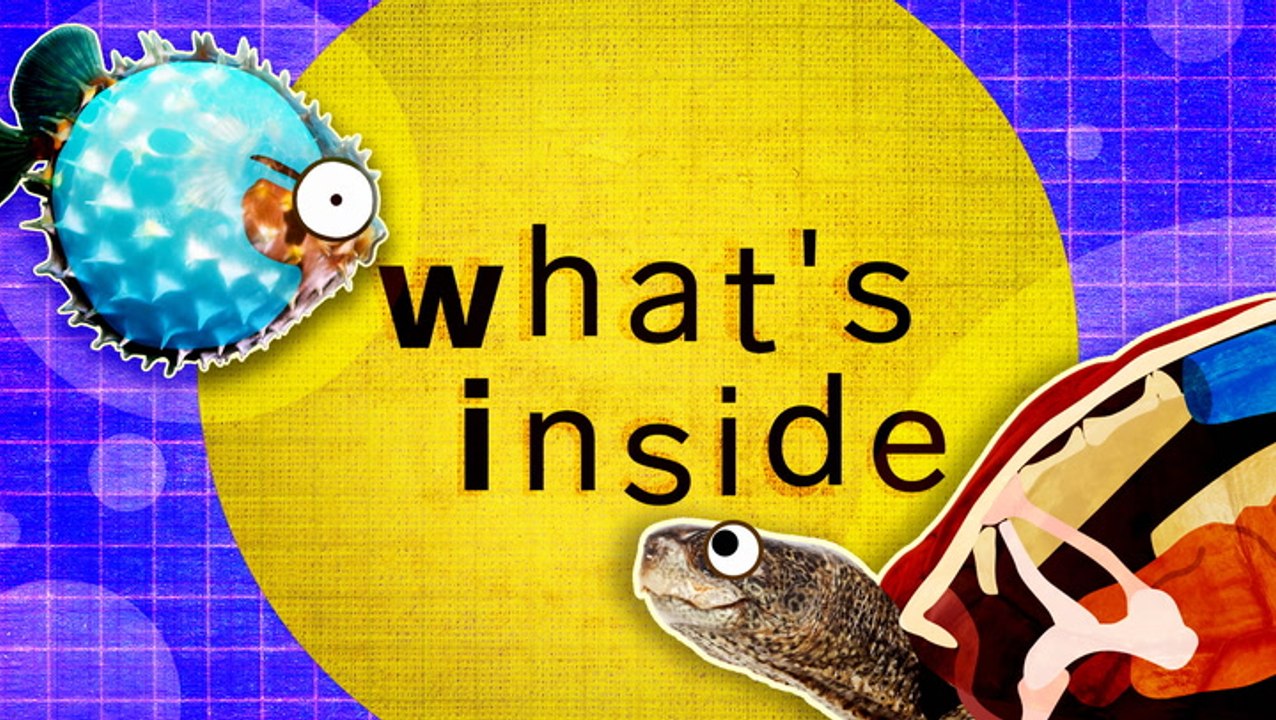 What's inside these 8 unique creatures