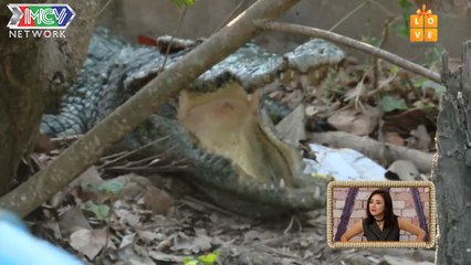 DO CROCODILES HAVE TONGUES ? A DANGEROUS MISSION TO FIND OUT THE ANSWER