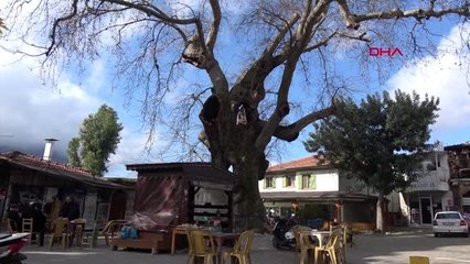 Muğla tarihi çınar ağacı yöre ekonomisine katkı sağlıyor