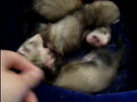 les bébés de Zoé en pleins jeux