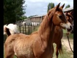 Nilmani SH 2018 arabian horse colt, poulain pur sang arabe de 2018
