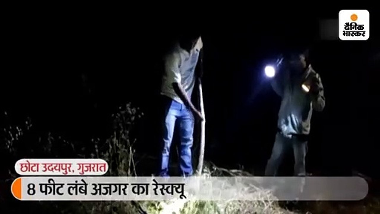 8 फीट लंबे अजगर का रेस्क्यू